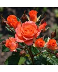 Spray Rose Alegria